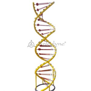 Science Park DNA Model