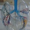 Human Lung Transparent