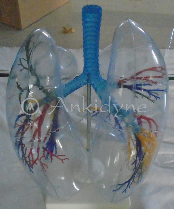 Human Lung Transparent
