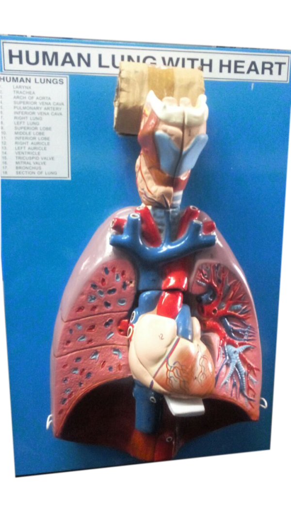 Lungs with Heart Model