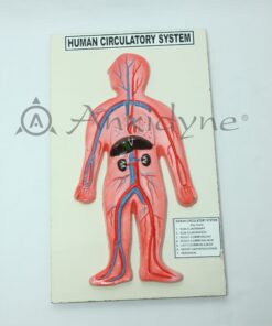 Human Circulatory System