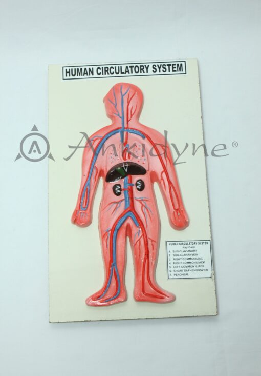 Human Circulatory System