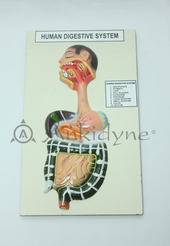 Human Digestive System