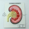 Human Kidney